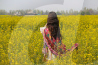 Blooming Mustard Field In Kashmir