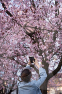 Cherry Blossoms In Warsaw, Poland
