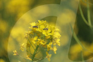 Blooming Mustard Field In Kashmir