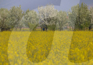 Blooming Mustard Field In Kashmir