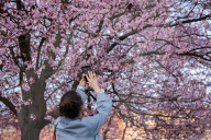 Cherry Blossoms In Warsaw, Poland