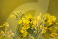 Blooming Mustard Field In Kashmir