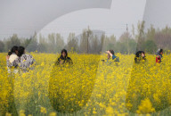 Blooming Mustard Field In Kashmir