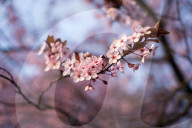 Cherry Blossoms In Warsaw, Poland