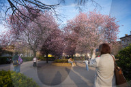 Cherry Blossoms In Warsaw, Poland