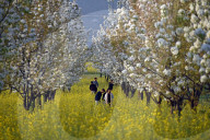 Arrival Of Spring In Kashmir 