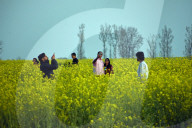 Arrival Of Spring In Kashmir 