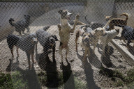 Animal Surveillance Brigade In Mexico Organizes Adopt-A-Thon For International Street Animal Day