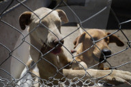 Animal Surveillance Brigade In Mexico Organizes Adopt-A-Thon For International Street Animal Day