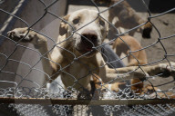 Animal Surveillance Brigade In Mexico Organizes Adopt-A-Thon For International Street Animal Day