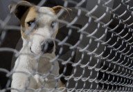 Animal Surveillance Brigade In Mexico Organizes Adopt-A-Thon For International Street Animal Day