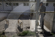 Animal Surveillance Brigade In Mexico Organizes Adopt-A-Thon For International Street Animal Day