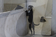 Animal Surveillance Brigade In Mexico Organizes Adopt-A-Thon For International Street Animal Day