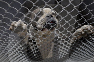 Animal Surveillance Brigade In Mexico Organizes Adopt-A-Thon For International Street Animal Day