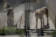 Animal Surveillance Brigade In Mexico Organizes Adopt-A-Thon For International Street Animal Day