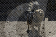 Animal Surveillance Brigade In Mexico Organizes Adopt-A-Thon For International Street Animal Day