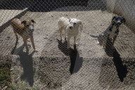 Animal Surveillance Brigade In Mexico Organizes Adopt-A-Thon For International Street Animal Day