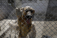 Animal Surveillance Brigade In Mexico Organizes Adopt-A-Thon For International Street Animal Day