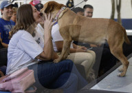 Animal Surveillance Brigade In Mexico Organizes Adopt-A-Thon For International Street Animal Day