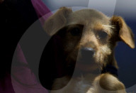 Animal Surveillance Brigade In Mexico Organizes Adopt-A-Thon For International Street Animal Day