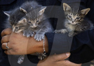 Animal Surveillance Brigade In Mexico Organizes Adopt-A-Thon For International Street Animal Day