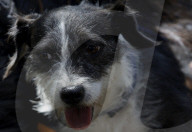 Animal Surveillance Brigade In Mexico Organizes Adopt-A-Thon For International Street Animal Day
