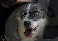 Animal Surveillance Brigade In Mexico Organizes Adopt-A-Thon For International Street Animal Day
