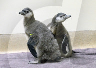 Der Frühling macht's: Baby Boom im Brookfield Zoo in Chicago