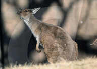 Der Frühling macht's: Baby Boom im Brookfield Zoo in Chicago