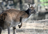 Der Frühling macht's: Baby Boom im Brookfield Zoo in Chicago