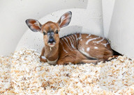 Der Frühling macht's: Baby Boom im Brookfield Zoo in Chicago