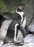 Der Frühling macht's: Baby Boom im Brookfield Zoo in Chicago