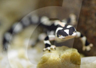 Der Frühling macht's: Baby Boom im Brookfield Zoo in Chicago