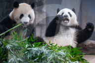 Chongqing Zoo