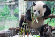 Chongqing Zoo
