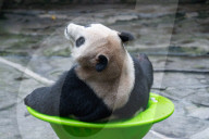 Chongqing Zoo
