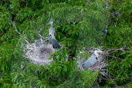 Egrets Breeding in Chongqing