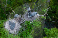 Egrets Breeding in Chongqing