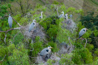 Egrets Breeding in Chongqing