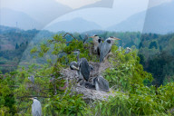 Egrets Breeding in Chongqing