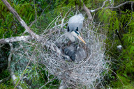 Egrets Breeding in Chongqing