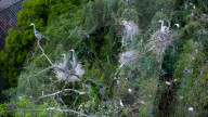 Egrets Breeding in Chongqing