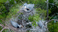 Egrets Breeding in Chongqing