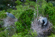 Egrets Breeding in Chongqing