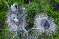 Egrets Breeding in Chongqing