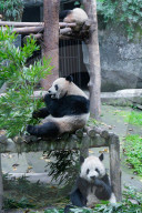 Chongqing Zoo
