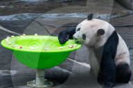 Chongqing Zoo