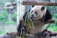 Chongqing Zoo
