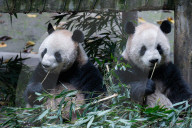 Chongqing Zoo