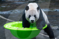 Chongqing Zoo